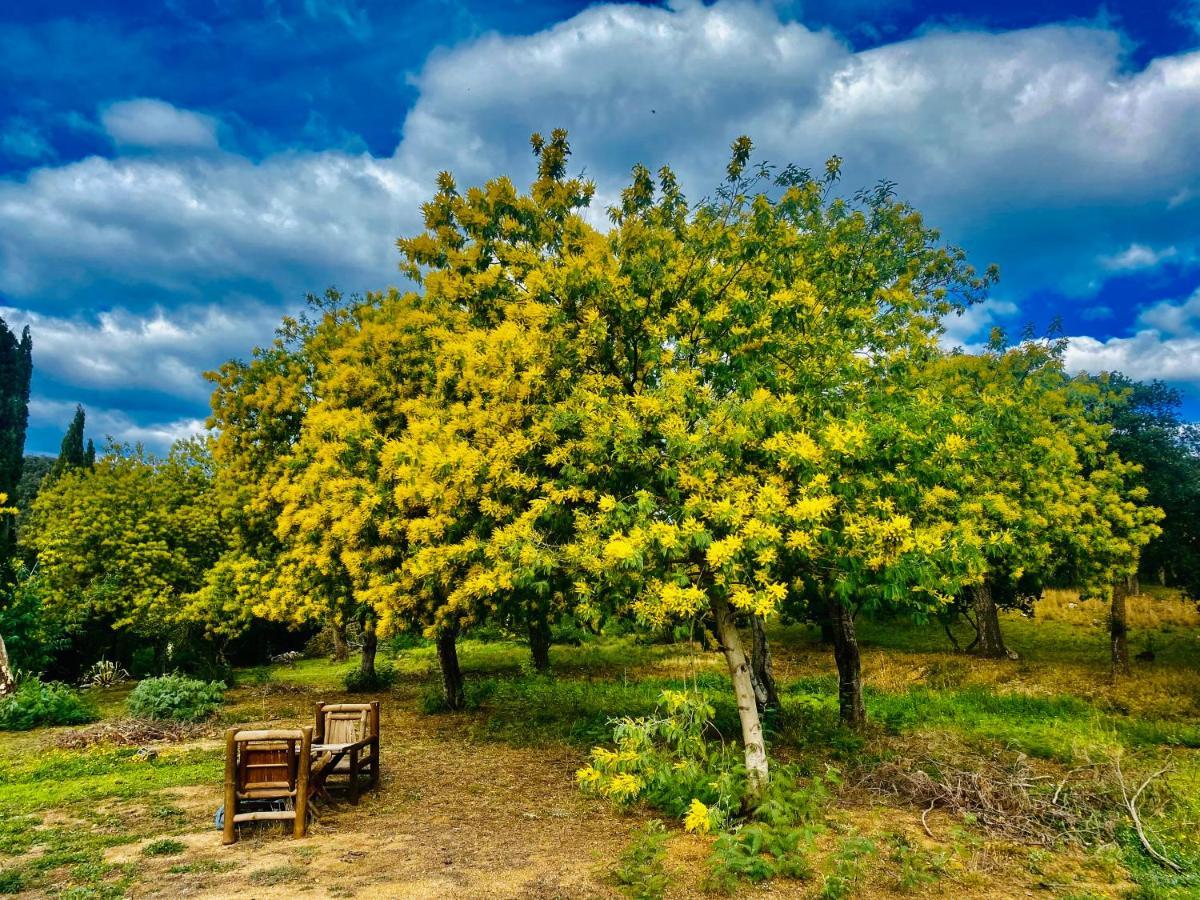 Masia Mimosa Darnius ภายนอก รูปภาพ